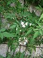 Jasminum officinale