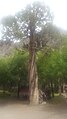 Juniper tree in tinno2