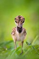 Juvenile red-wattled lapwing