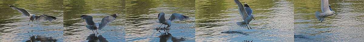 Larus canus fishing sequence