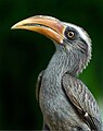 A hornbill.