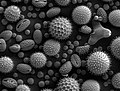 SEM image of pollen