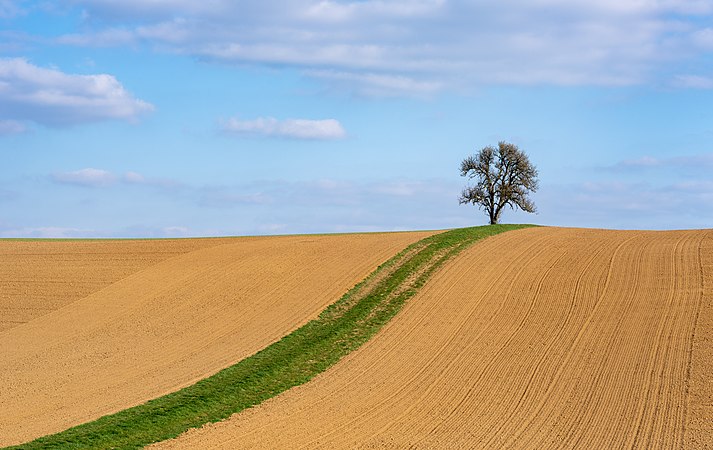 图为空地上的上坡路，路上有青草和一棵孤独的梨树，摄于德国诺伊德瑙的黑尔博尔茨海姆东南方高街附近。