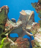A captive octopus with two arms wrapped around the cap of a plastic container