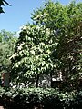 Mature tree in flower, showing contrasting foliage and flower panicles of canopy. Jardin des plantes