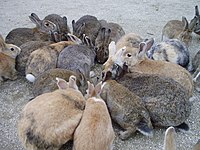 大久野岛上的野生穴兔