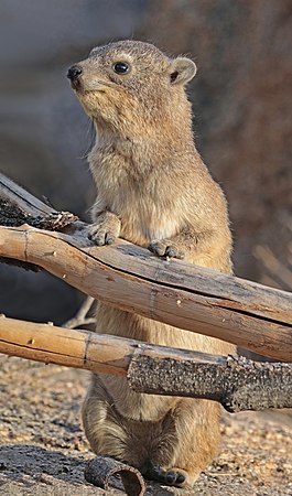 蹄兔（Procavia capensis）。摄于纳米比亚埃龙戈区。