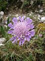 Scabiosa lucida