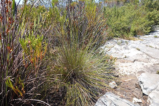 Growth form of Schoenus compactus