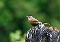 in Nainital ,Uttarakhand and - Manali District of Himachal Pradesh, India.