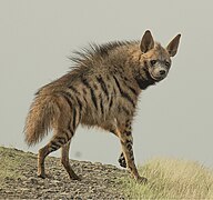 Striped hyena on sand