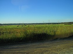 Farm field in Kirishsky District