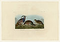 423. 1. Plumed Partridge 2. Thick legged Partridge