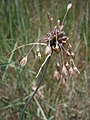 Allium oleraceum