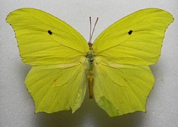 中美角翅大粉蝶 Anteos maerula