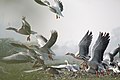 Bar-headed Goose in Basai Wetland