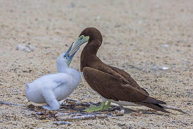 图为正在巢上喂食雄生幼鶵的雌性褐鲣鸟（Sula leucogaster plotus），摄于澳大利亚昆士兰州大堡礁的麦克拉斯沙岛。