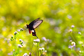 Butterfly & flowers in the afternoon sun 03