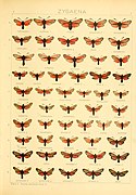 In Die Gross-Schmetterlinge der Erde (The Macrolepidoptera of the World)