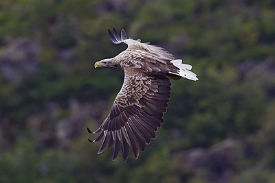 White-tailed eagle