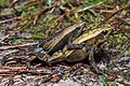 Kalophrynus interlineatus (mating) - Phu Kradueng National Park