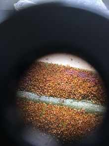 莱蕨孢子囊呈散沙状着生于繁殖叶之叶背前端