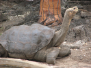 "Lonesome George", the last full-blooded Pinta Island tortoise, photographed in 2006.