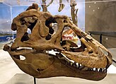 Photo of a skull in a glass case viewed from the right