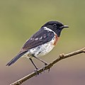 Madagascar stonechat