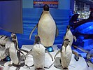 企鹅标本