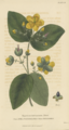 Hypericum androsaemum