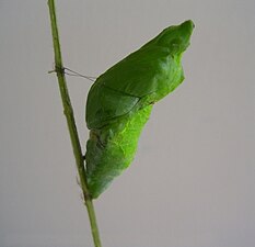 Pupa