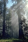 Redwood grove shrouded in fog
