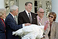1983年，美国总统罗纳德·雷根接受一只宽胸白火鸡（英语：Broad Breasted White turkey）