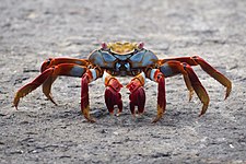 Sally lightfoot crab (Grapsus grapsus)