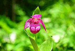 大花杓蘭(Cypripedium_macrantho)