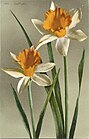 Daffodil Narcissus (plant)