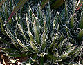 Agave polianthiflora 龙之白丝系列