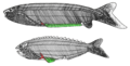 Pharyngolepis（上）Rhyncholepis（下）