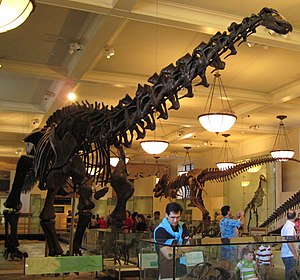 Current Apatosaurus excelsus skeletal mount at the American Museum of Natural History