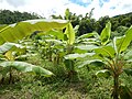 Banana farm.