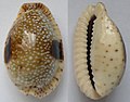 海生贝蜗牛埃及宝螺的壳