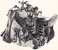 1875年欧文对正模标本作的素描