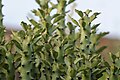 Euphorbia caducifolia close up