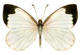 角翅药粉蝶 Elodina angulipennis