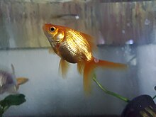 Photograph of a fantail goldfish looking upward