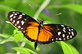 Heliconius hecale tiger longwing