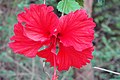 Hibiscus rosa-sinensis is one of the commons flower