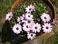 Osteospermum cultivar