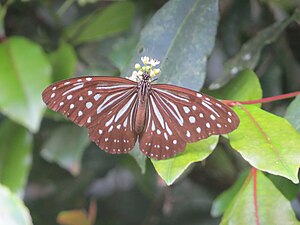 Dorsal view